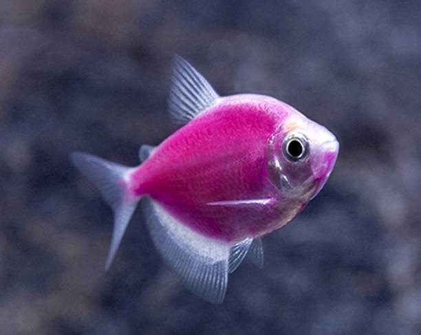 Цветные тернеции — рыбки карамельки в аквариуме
